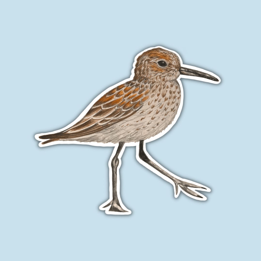 Sand Piper Sticker Sea Bird Sticker Piping Plover Sticker Audubon Sticker Bird Watching Florida Wildlife Waterproof Sticker